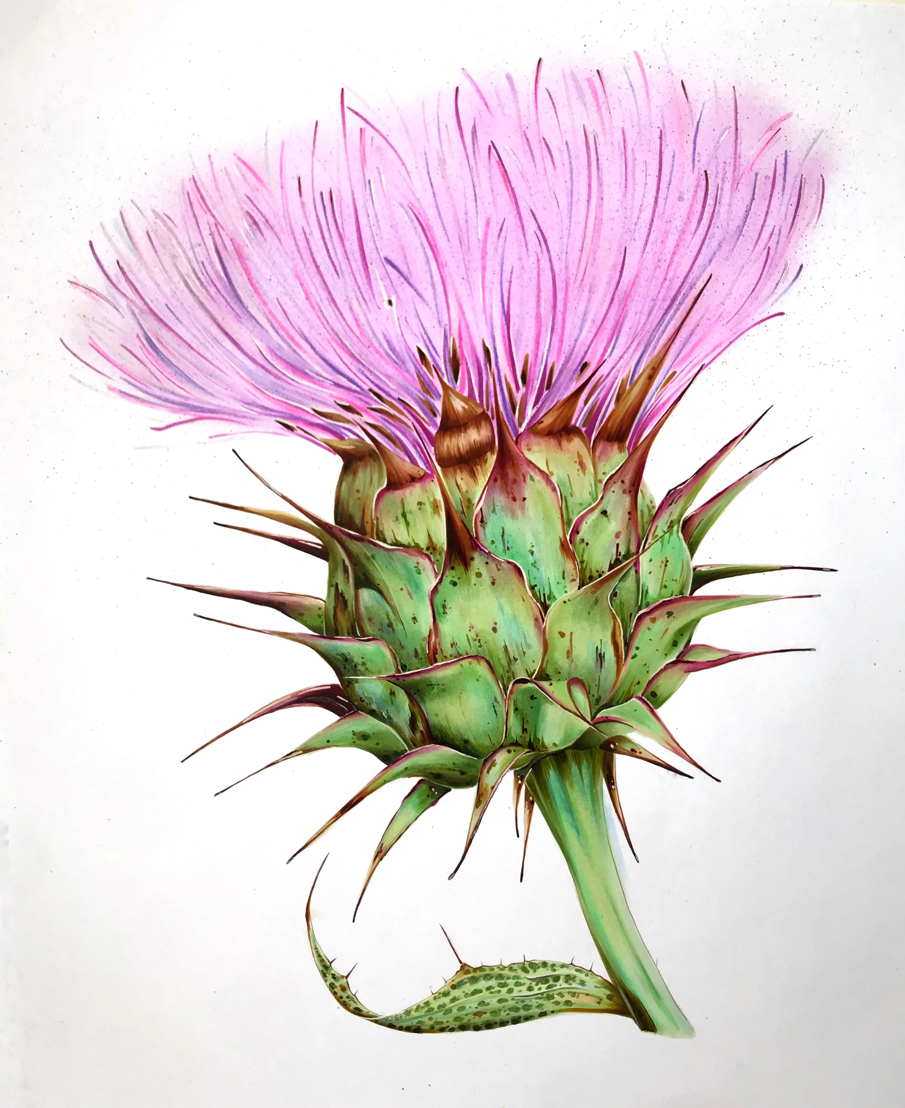 Artichoke