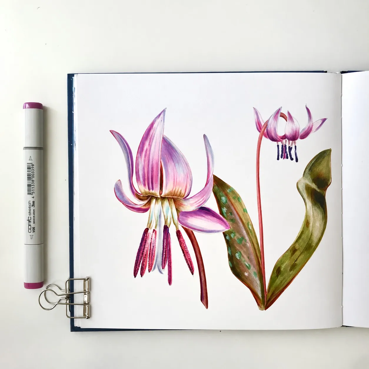 Erythronium (dog’s-tooth violet)