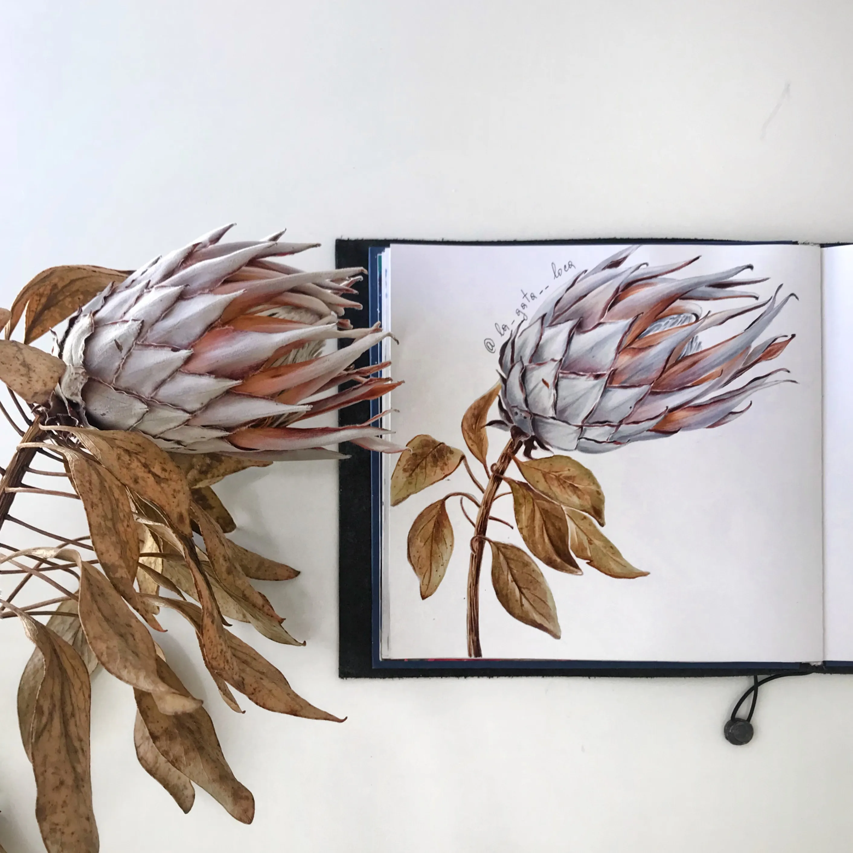 Protea from life